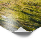 Italien, Toskana, einsamer Mohn im Frühling Fotodruck (Ecke)