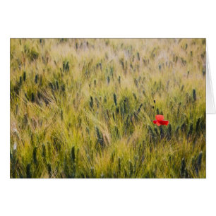 Italien, Toskana, einsamer Mohn im Frühlingswald