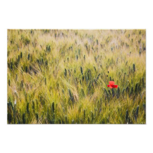 Italien, Toskana, Einsamer Mohn im Weizen im Frühj Fotodruck
