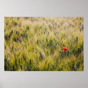 Italien, Toskana, Einsamer Mohn im Weizen im Frühj Poster