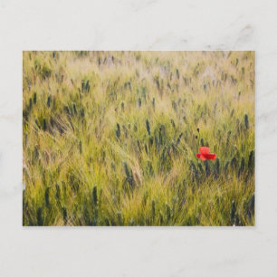 Italien, Toskana, Einsamer Mohn im Weizen im Frühj Postkarte