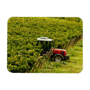 Italien, Toskana, Greve. Erntehelfer bei der Arbei Magnet