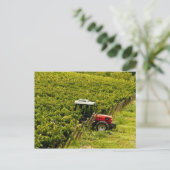 Italien, Toskana, Greve. Picker bei der Arbeit wäh Postkarte (Stehend Vorderseite)