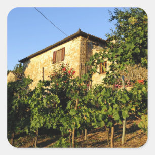 Italien, Toskana, Greve. Weinlandschaft im Spätsom Quadratischer Aufkleber