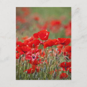 Italien, Toskana, Messe der Sommerpferde Postkarte