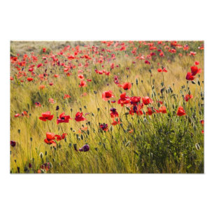 Italien, Toskana, Mohn im Frühjahr Weizenfeld. Fotodruck