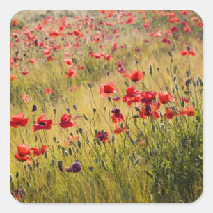 Italien, Toskana, Mohn im Frühjahr Weizenfeld. Quadratischer Aufkleber