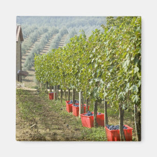 Italien, Toskana, Montalcino. Fässer mit geerntete Magnet