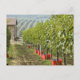 Italien, Toskana, Montalcino. Fässer mit geerntete Postkarte