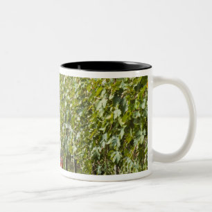 Italien, Toskana, Montalcino. Fässer mit geerntete Zweifarbige Tasse