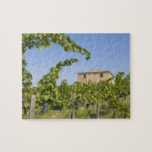 Italien, Toskana, Montepulciano. Weintrauben berei Puzzle (Horizontal)
