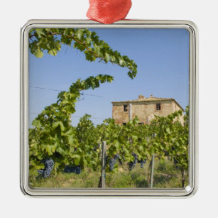 Italien, Toskana, Montepulciano. Weintrauben berei Silbernes Ornament