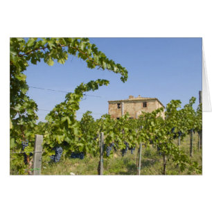 Italien, Toskana, Montepulciano. Weintrauben ferti