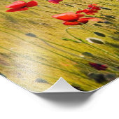 Italien, Toskana, Pflaumen im Frühjahrsweizenfeld. Fotodruck (Ecke)