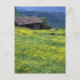 Italien, Toskana, Siena, Chianti. Postkarte