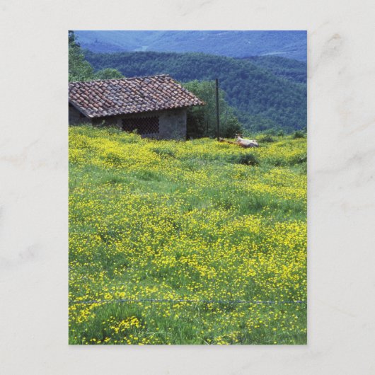 Italien, Toskana, Siena, Chianti. Postkarte (Vorderseite)