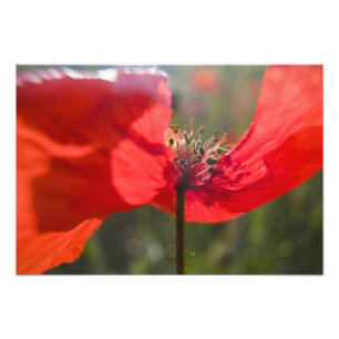 Italien, Toskana, Sommer Mohn in der Toskana Weitw Fotodruck