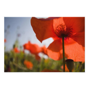 Italien, Toskana, Sommer Mohn in der Toskana Widw Fotodruck
