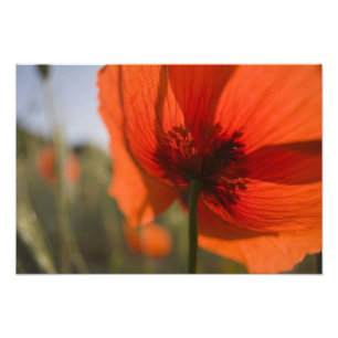 Italien, Toskana, Sommer Mohn in der Toskana Widw Fotodruck