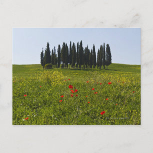 Italien, Toskana, Val D'Orcia, Landschaft Postkarte
