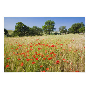 Italien, Toskana, Wiese mit Sommerpopulationen und Fotodruck