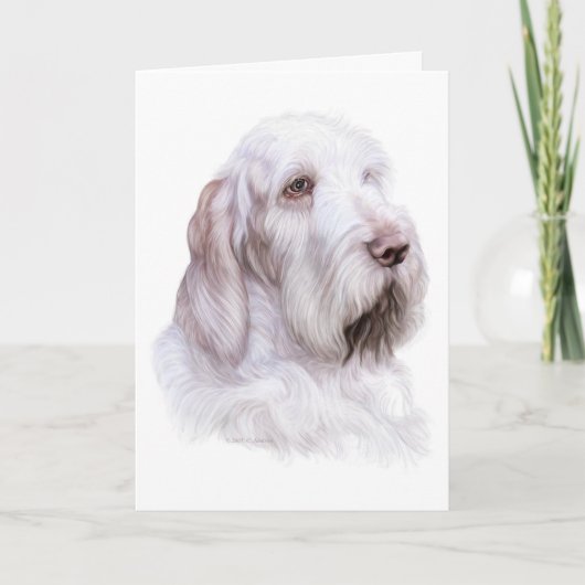 Italiener Spinone Italiano Karte (Vorderseite)