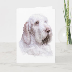 Italiener Spinone Italiano Karte