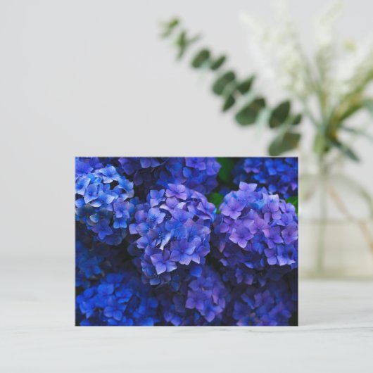 Italienisch Deep Blue Hydrangeas Postkarte (Stehend Vorderseite)