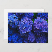 Italienisch Deep Blue Hydrangeas Postkarte (Vorne/Hinten)