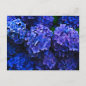 Italienisch Deep Blue Hydrangeas Postkarte (Vorderseite)