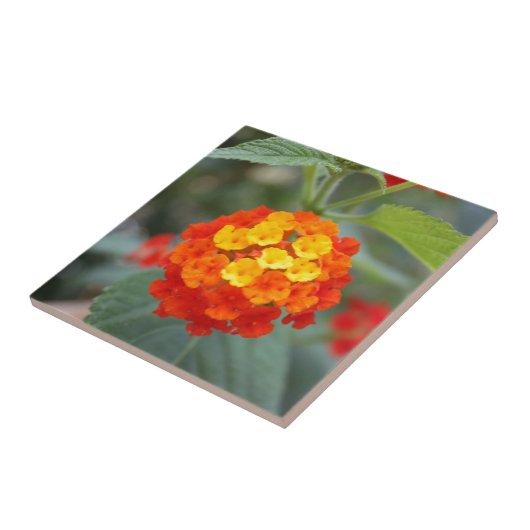 Italienische Blumen Fliese (Seite)