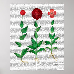 Italienische Gartennelke 2 Poster