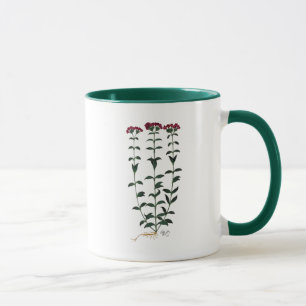Italienische Gartennelke 6 Tasse