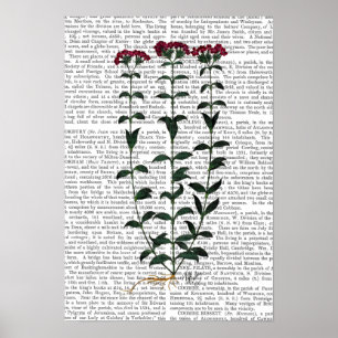 Italienische Gartennelke Poster