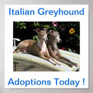 Italienische Greyhound Hunde Adoptionen heute Zeic Poster