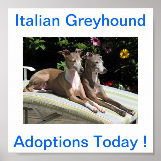 Italienische Greyhound Hunde Adoptionen heute Zeic Poster (Vorne)