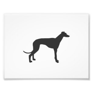 Italienische Greyhound-Silhouette in Schwarz Fotodruck
