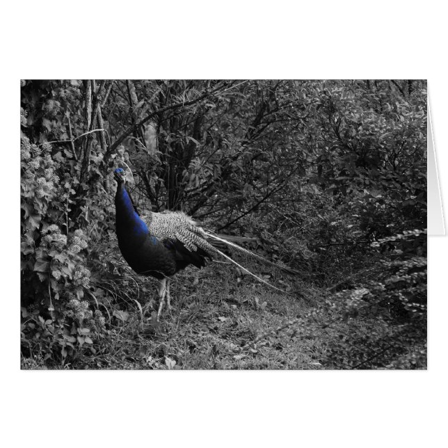 Italienische Karten, Trento (Vorderseite (Horizontal))