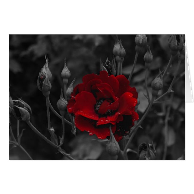 Italienische Karten, Trento (Vorderseite (Horizontal))