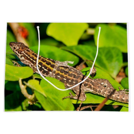 italienische Mauereidechse Große Geschenktüte (Vorderseite)