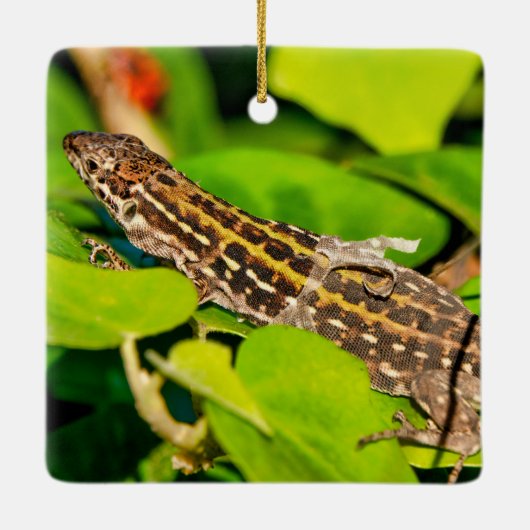 italienische Mauereidechse Keramikornament (Rückseite)
