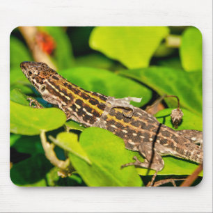 italienische Mauereidechse Mousepad