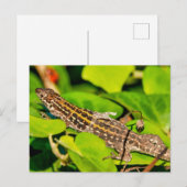 italienische Mauereidechse Postkarte (Vorne/Hinten)