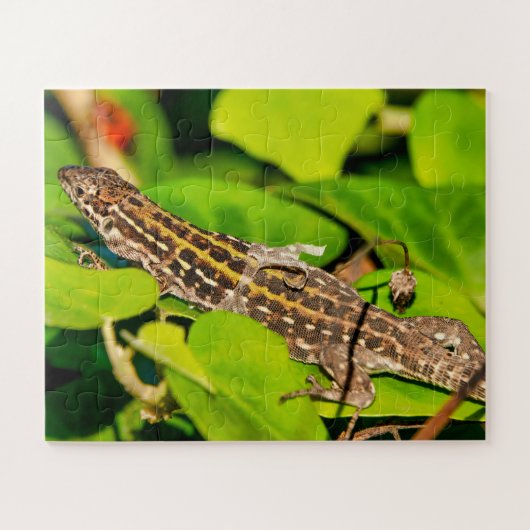 italienische Mauereidechse Puzzle (Horizontal)