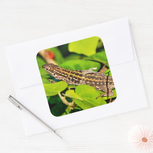 italienische Mauereidechse Quadratischer Aufkleber (Umschlag)