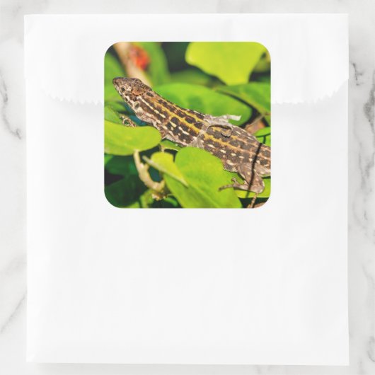 italienische Mauereidechse Quadratischer Aufkleber (Tasche)