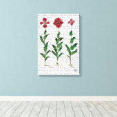 Italienische Nelke 1 Leinwanddruck (Insitu (Holzboden))