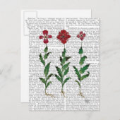 Italienische Nelke 1 Postkarte (Vorne/Hinten)