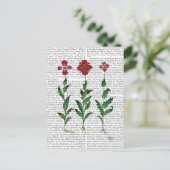 Italienische Nelke 1 Postkarte (Stehend Vorderseite)