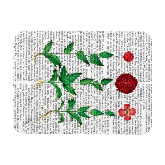 Italienische Nelke 2 Magnet (Horizontal)